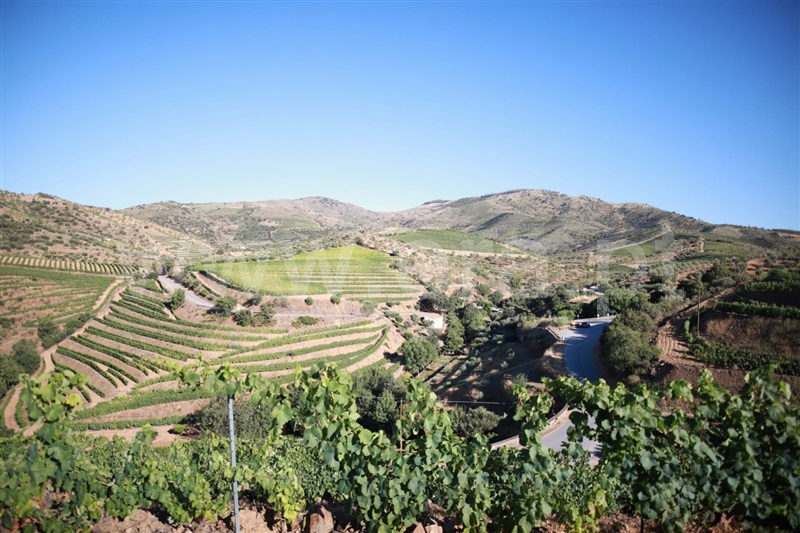 Quinta / Vila Nova de Foz Coa, Freixo de Numão