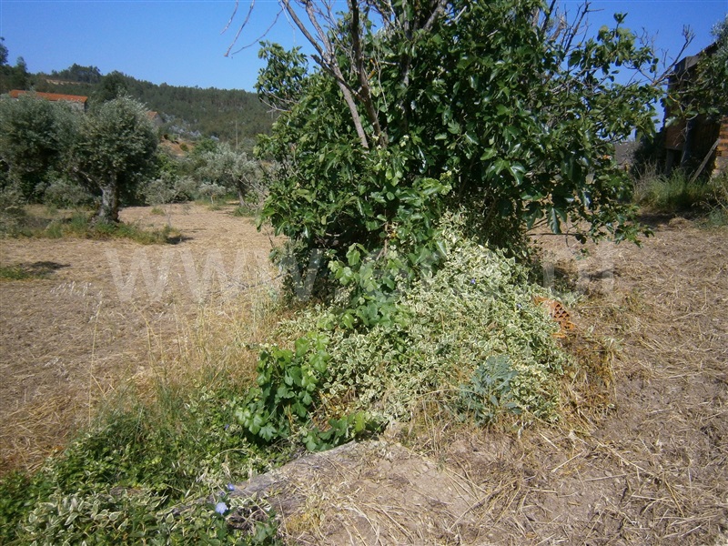 Quinta  Vila Velha de Rodão, Perdigão - 1251097 - 15
