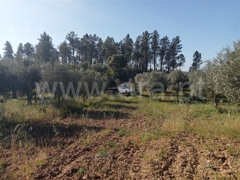 Quintinha  Vila Velha de Rodão, Coxerro - 1323231 - 11