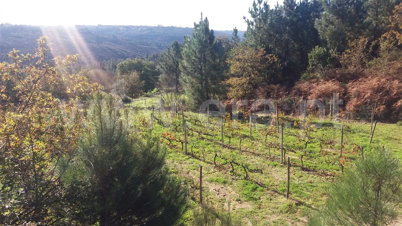 Quinta  Viseu, São João Lourosa - 1055041 - 8