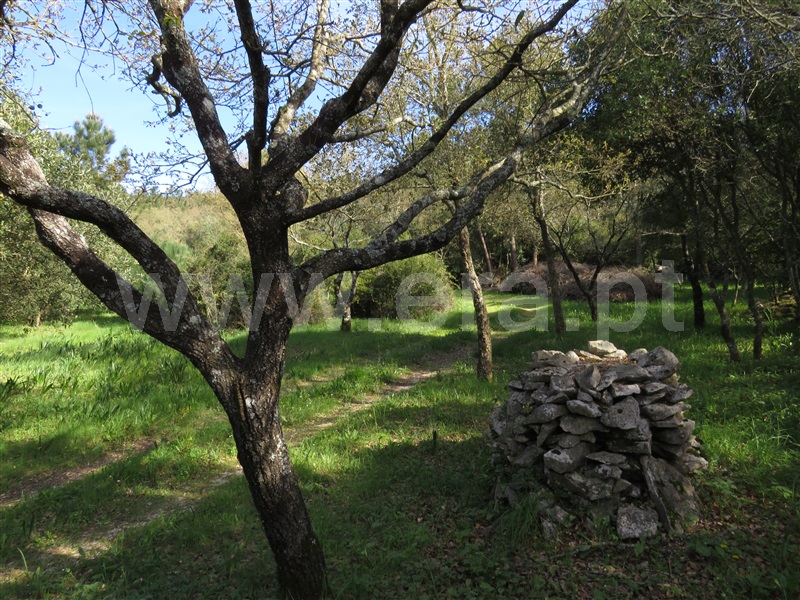 Quintinha  Alcobaça, Benedita - 1156561 - 6