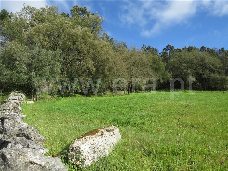 Quintinha  Alcobaça, Benedita - 1156561 - 7