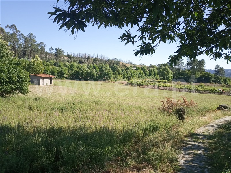 Quintinha  Amarante, Figueiró (Santiago e Santa Cristina) - 1016924 - 6