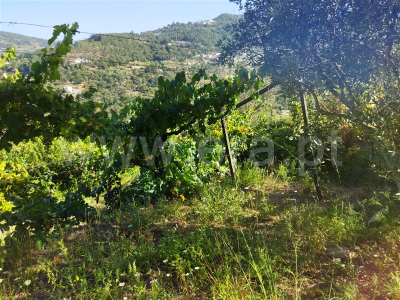 Quintinha  Baião, Ancede - 1338920 - 14