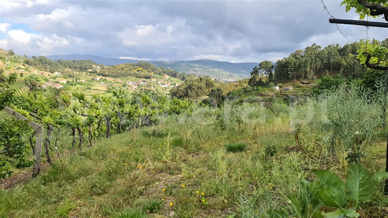 Quintinha  Baião, Santa Cruz do Douro e São Tomé de Covelas - 1167537 - 13