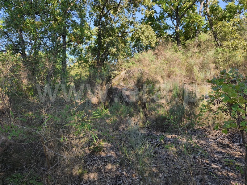 Quintinha  Belmonte, Belmonte e Colmeal da Torre - 1440683 - 2