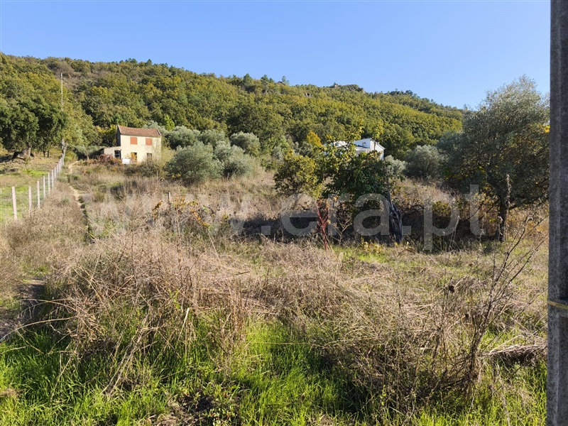 Quintinha  Belmonte, Belmonte e Colmeal da Torre - 1440683 - 7