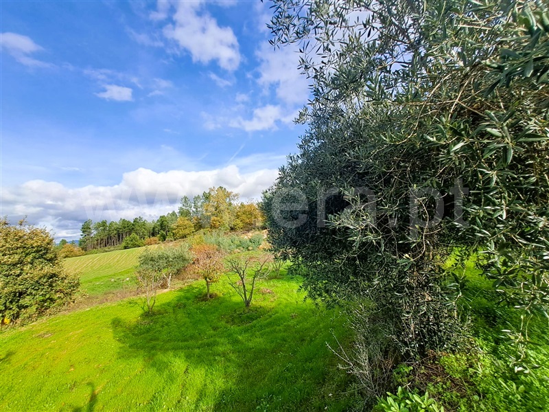 Quinta  Belmonte, Caria - 1447084 - 15