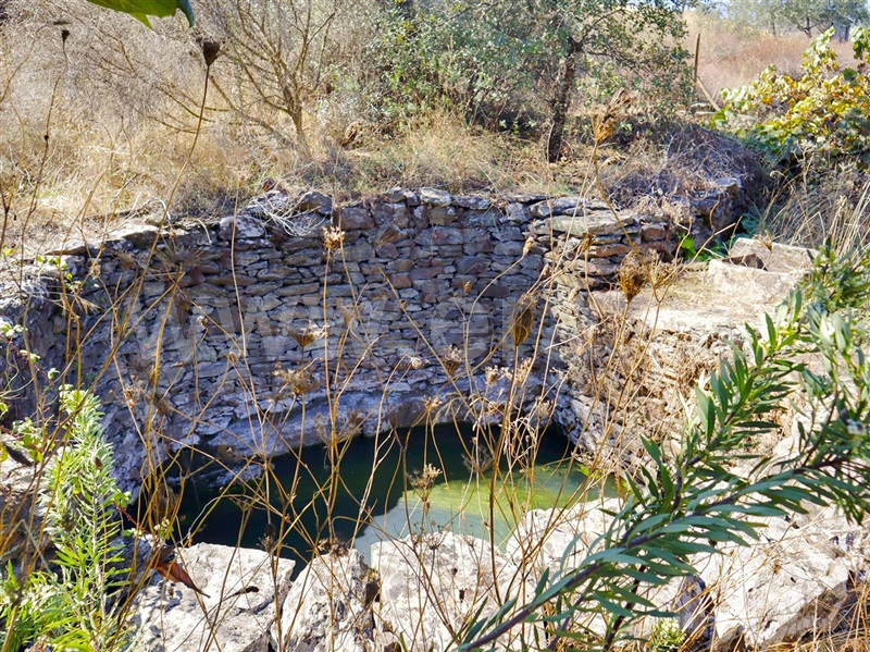 Quintinha / Castelo Branco, Mata