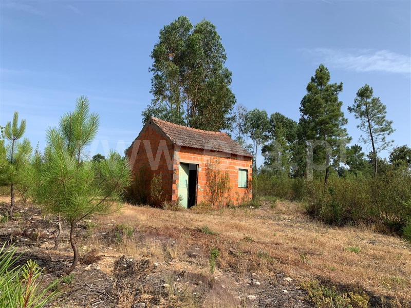 Quintinha / Castelo Branco, Santo André das Tojeiras
