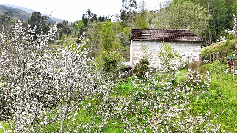 Quintinha  Cinfães, Santiago de Piães - 1474993 - 3