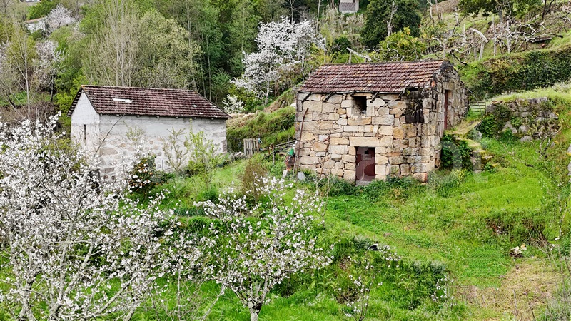 Quintinha  Cinfães, Santiago de Piães - 1474993 - 5