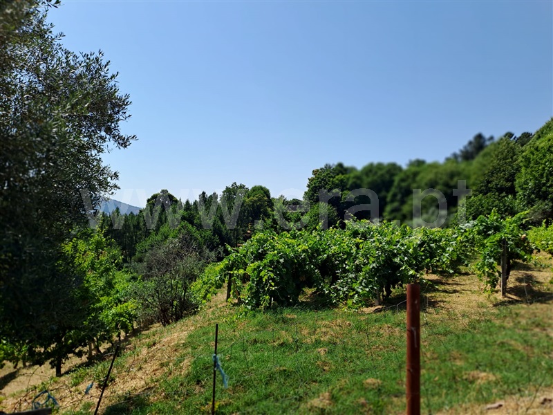 Terreno Rústico  Covilhã, Erada - 1492144 - 2