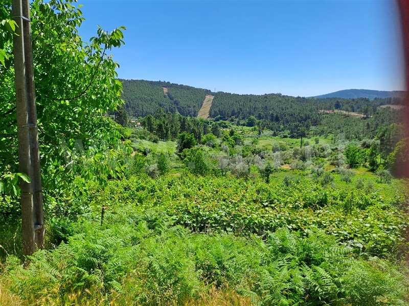 Terreno Rústico  Covilhã, Erada - 1492144 - 7