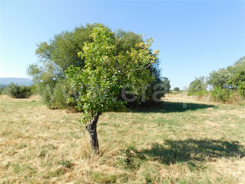 Quintinha  Covilhã, Peraboa - 1264187 - 10