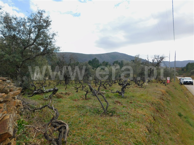 Quintinha T0 com Agrícola Covilhã, Serra da Estrela - 1471720 - 18