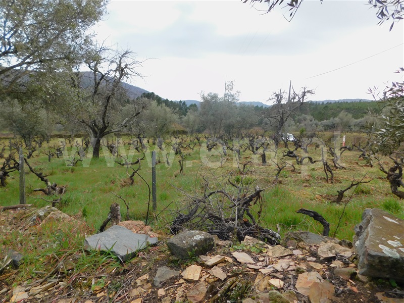 Quintinha T0 com Agrícola Covilhã, Serra da Estrela - 1471720 - 19