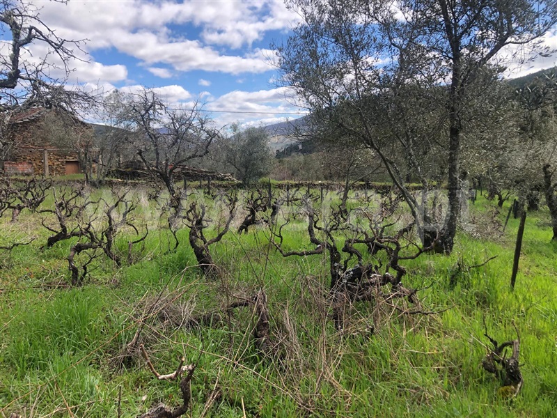 Quintinha  com Agrícola Covilhã, Serra da Estrela - 1471720 - 30