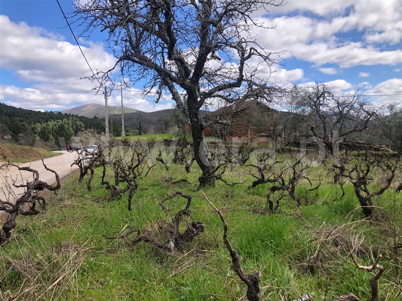 Quintinha  com Agrícola Covilhã, Serra da Estrela - 1471720 - 31