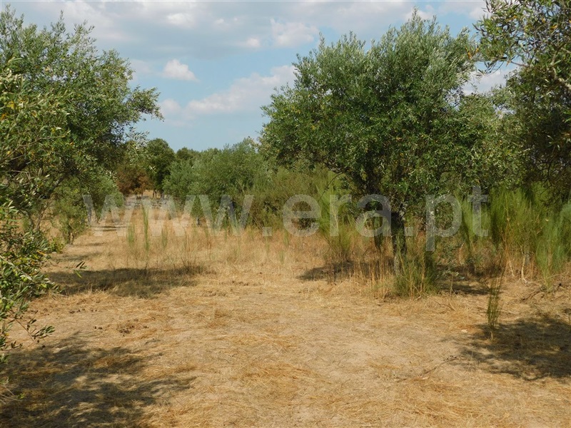 Quintinha  Fundão, Atalaia do Campo - 1195183 - 7