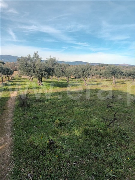 Quintinha  Fundão, Atalaia do Campo - 1382044 - 12