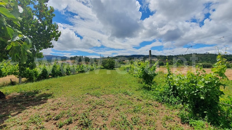 Quintinha / Fundão, Castelejo