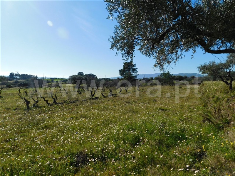 Quintinha  Fundão, Catrão - 1381504 - 8