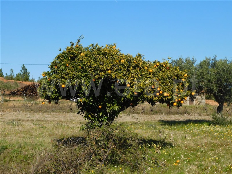 Quintinha  Fundão, Catrão - 1381504 - 18