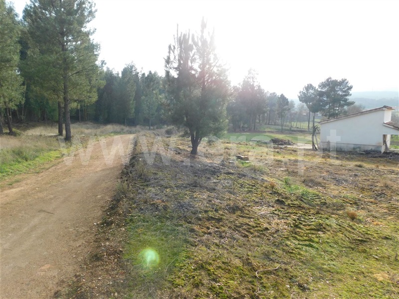 Quintinha  Fundão, Enxames - 1065353 - 7
