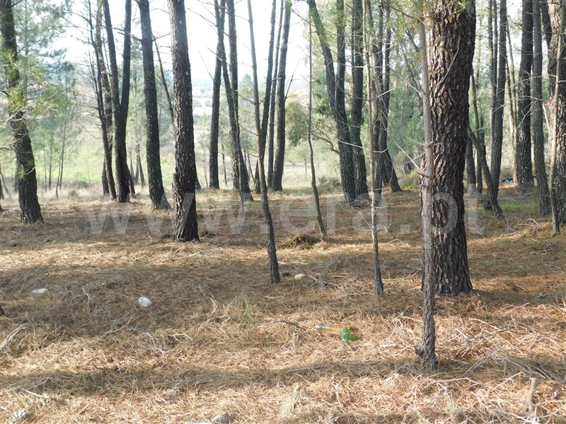 Quintinha  Fundão, Enxames - 1065353 - 8