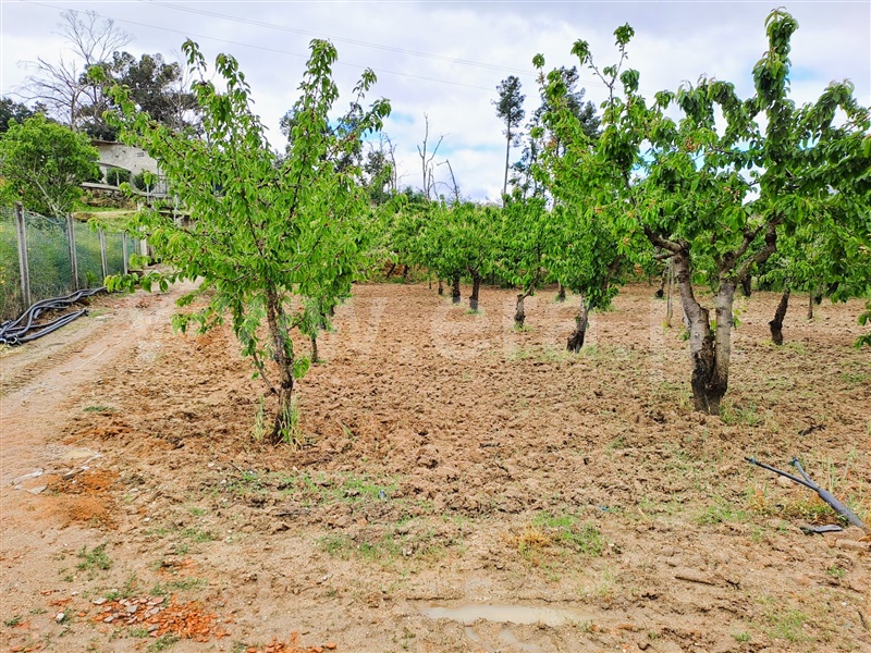 Quintinha  Fundão, Pêro Viseu - 1403523 - 1