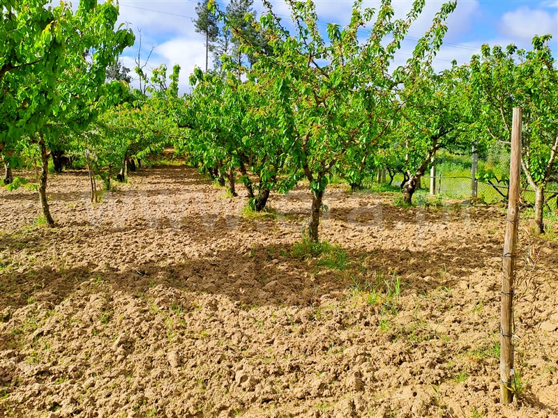 Quintinha  Fundão, Pêro Viseu - 1403523 - 18