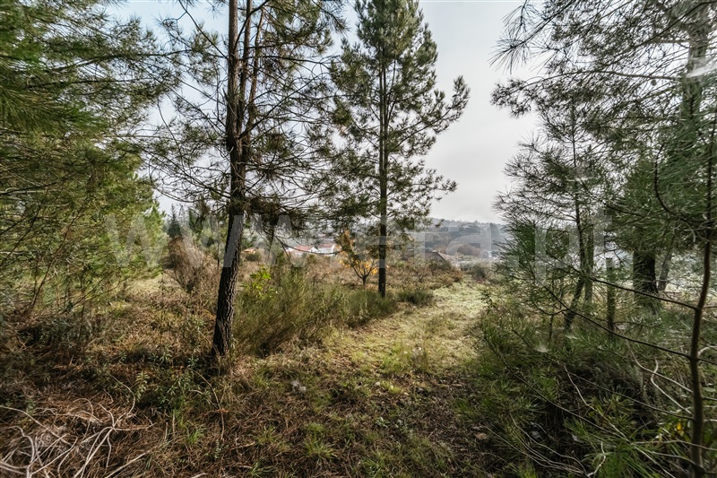 Quinta  Fundão, Souto Alto - 1434304 - 23