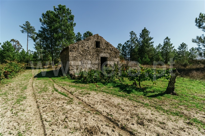 Quintinha  Gouveia, Ribamondego - 1352005 - 18