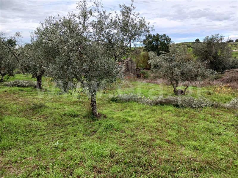 Quintinha  Idanha-a-Nova, Aldeia de Santa Margarida - 1444549 - 13