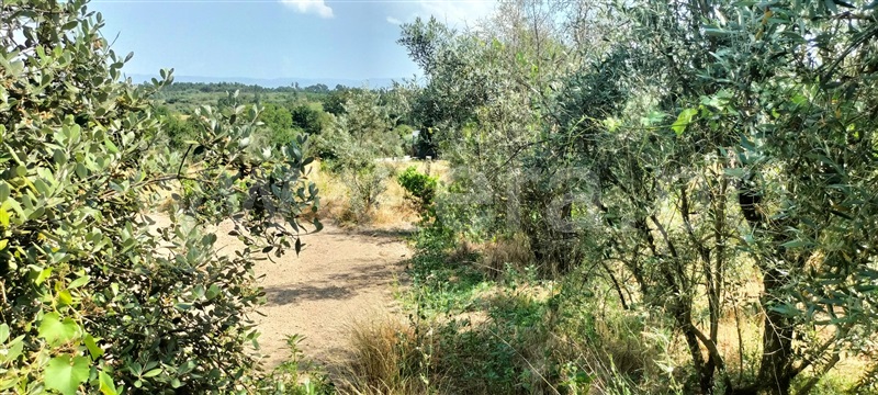 Quintinha  Mangualde, Espinho - 1491529 - 5