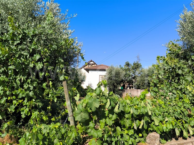 Quintinha  Mangualde, Espinho - 1491529 - 1