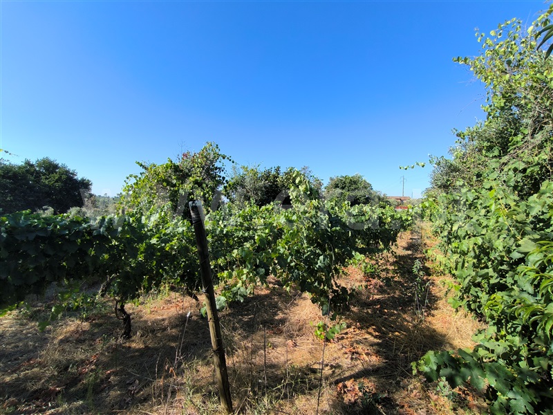 Quintinha  Mangualde, Espinho - 1491529 - 8
