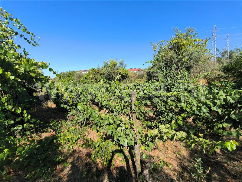 Quintinha  Mangualde, Espinho - 1491529 - 9