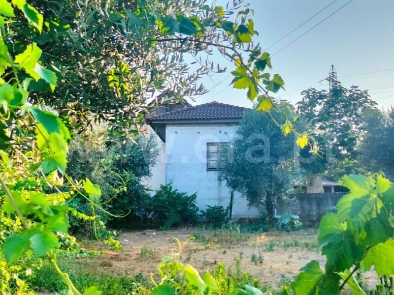 Quintinha / Mangualde, Espinho