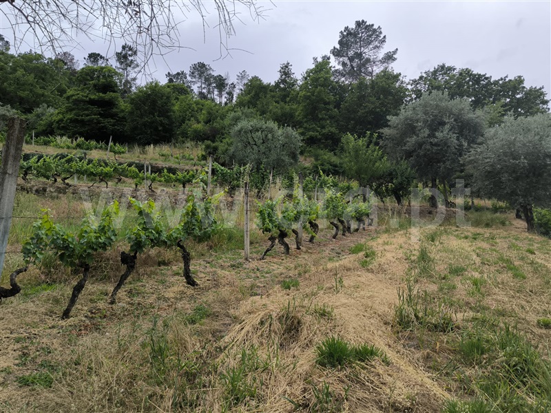 Herdade  Mangualde, Fornos de Maceira Dão - 1409121 - 3