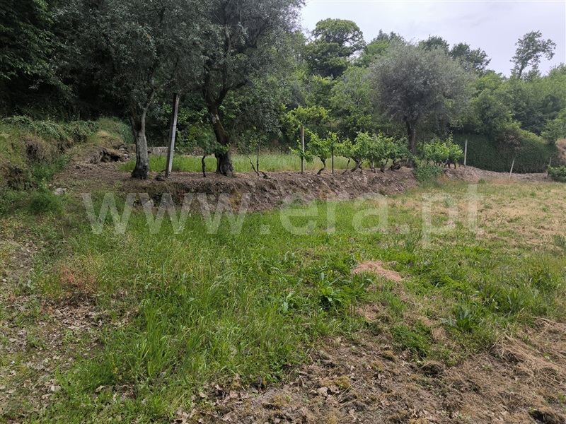 Herdade  Mangualde, Fornos de Maceira Dão - 1409121 - 7