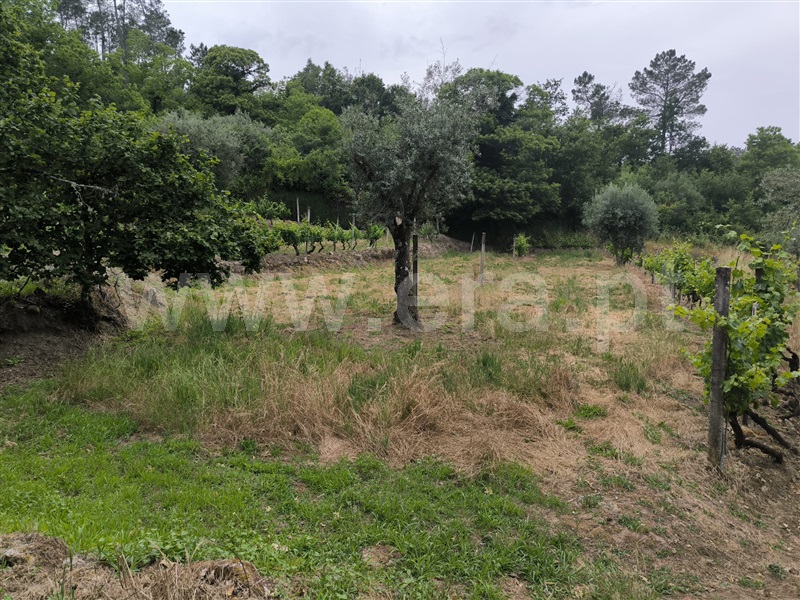 Herdade  Mangualde, Fornos de Maceira Dão - 1409121 - 8