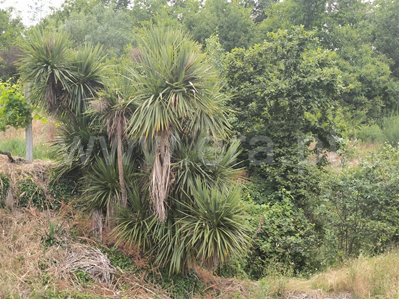 Herdade  Mangualde, Fornos de Maceira Dão - 1409121 - 9