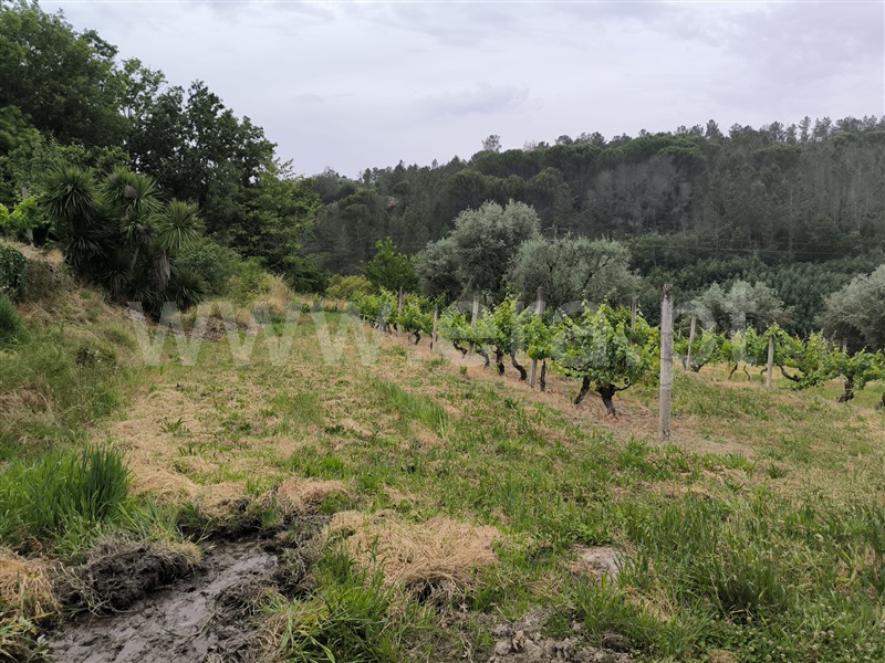Herdade  Mangualde, Fornos de Maceira Dão - 1409121 - 10