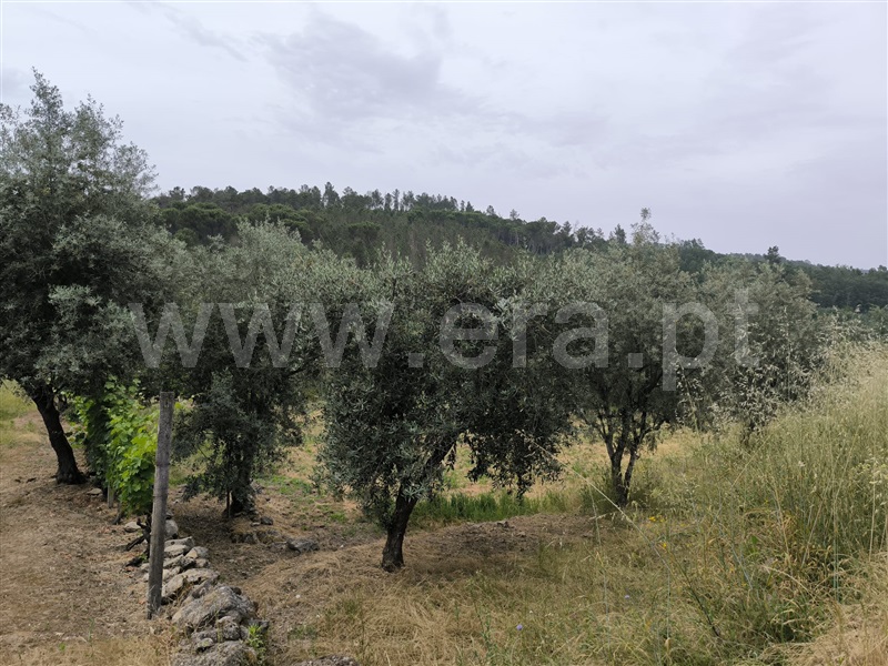 Herdade  Mangualde, Fornos de Maceira Dão - 1409121 - 11