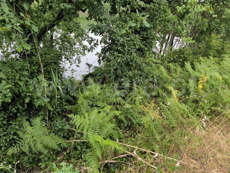 Herdade  Mangualde, Fornos de Maceira Dão - 1409121 - 15