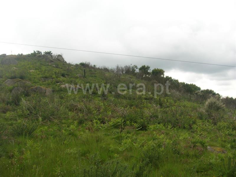 Quintinha  Marco de Canaveses, Penhalonga e Paços de Gaiolo - 698979 - 1