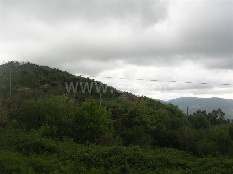 Quintinha  Marco de Canaveses, Penhalonga e Paços de Gaiolo - 698979 - 4
