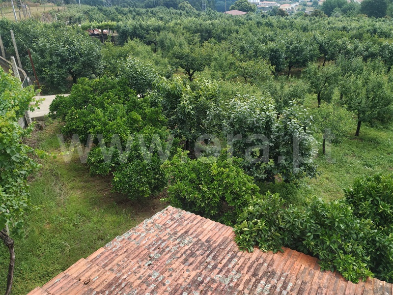 Quintinha  Penafiel, Luzim e Vila Cova - 1332362 - 14